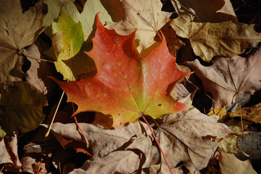 Nature Photograph - Maple Leaf by William Thomas