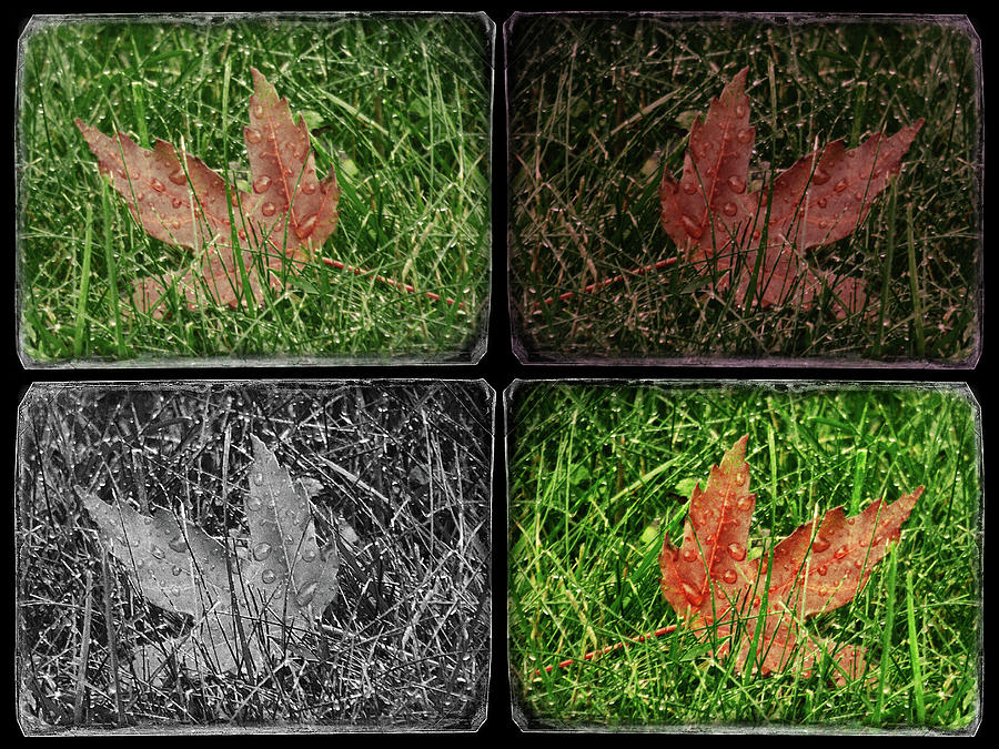 One Leaf - Four Takes Digital Art by Leslie Montgomery