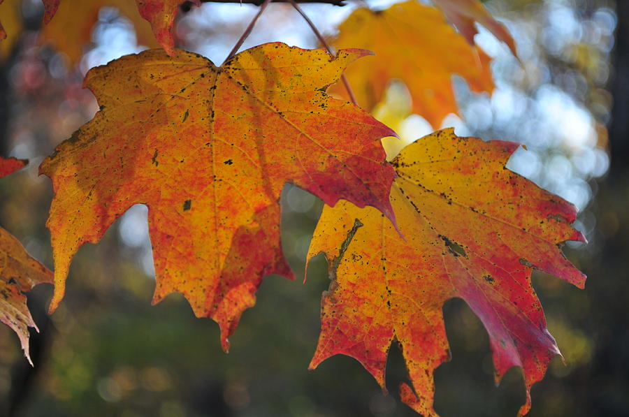 Maple Leafs of Fall Photograph by Daniel Farina - Fine Art America