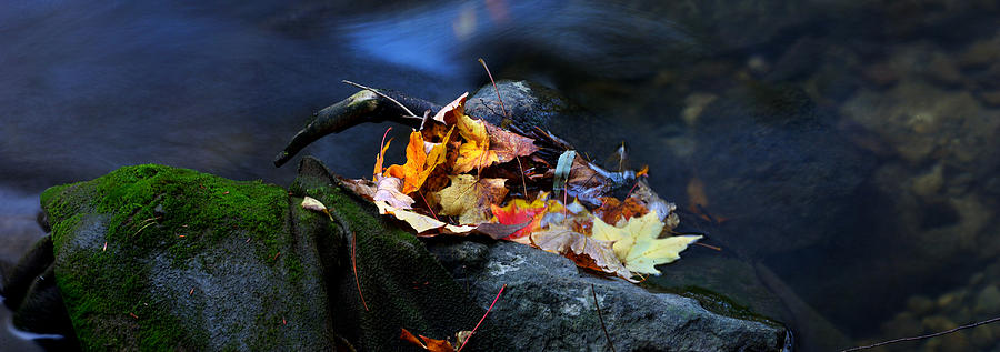 Landscape Photograph - Maple leaves-0004 by Sean Shaw