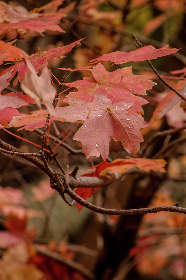 Maple Leaves 3 Photograph by Teresa Wilson