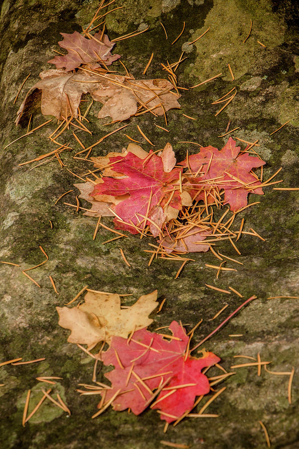 Maple Leaves 4 Photograph by Teresa Wilson