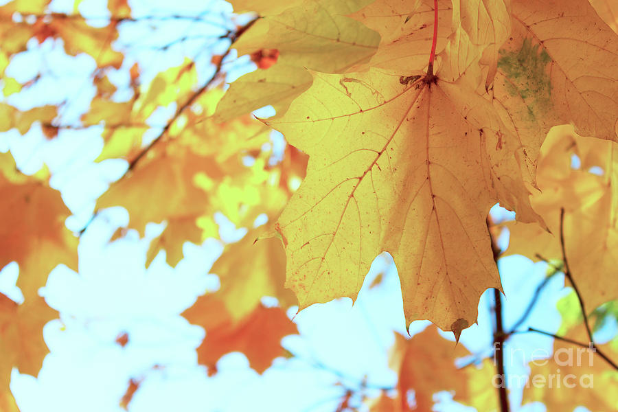 Maple Leaves Photograph by Anastasy Yarmolovich