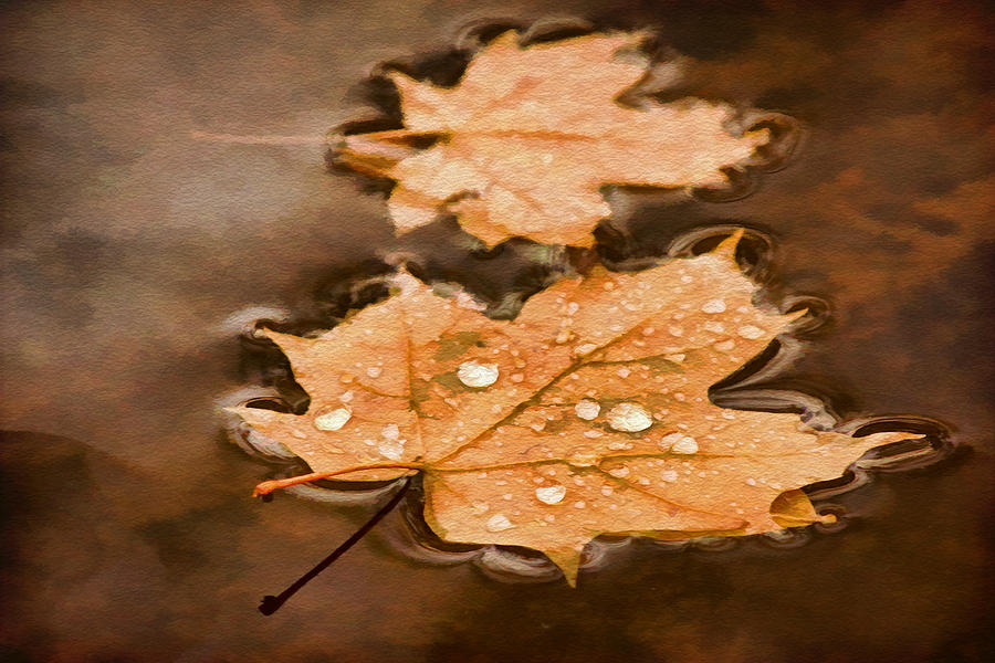 Maple Leaves and Drops Pnt Photograph by Theo OConnor