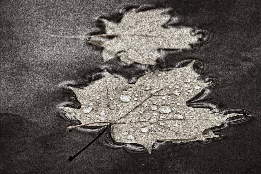 Maple Leaves and Drops BW Photograph by Theo OConnor