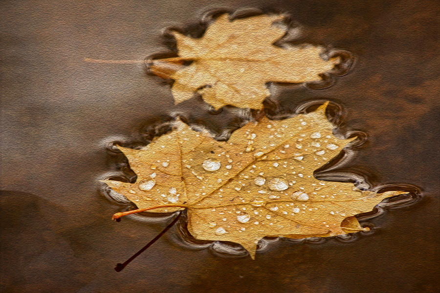 Maple Leaves and Drops Txt Photograph by Theo OConnor