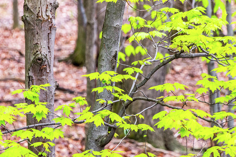 Maple Leaves and Trees Photograph by SR Green