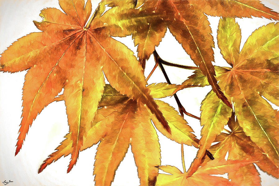 Maple Leaves Digital Art by Barry Jones
