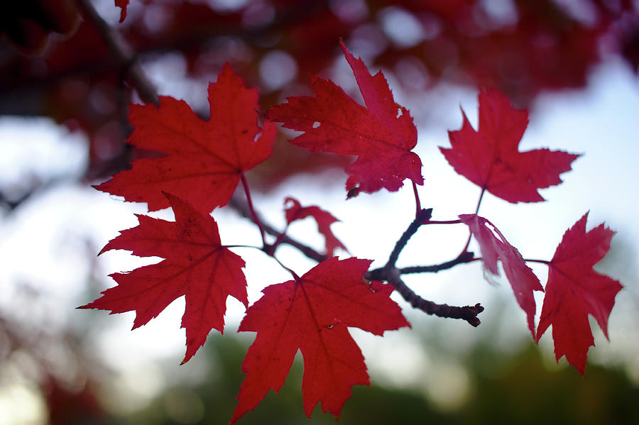 Maple Leaves Photograph