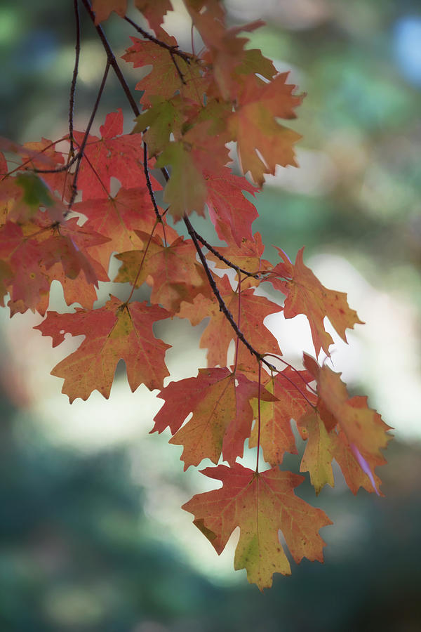Maple Leaves Branch  Photograph by Saija Lehtonen