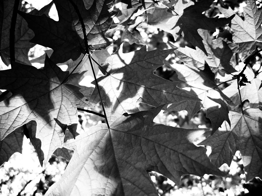 Maple Leaves Photograph by Dylan Punke