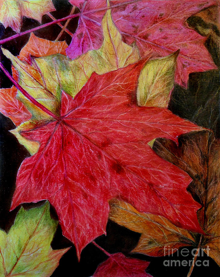 Maple Leaves Drawing by Erika Farkas