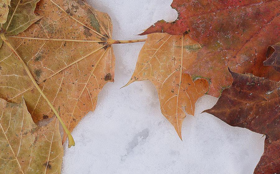 Maple Leaves Falling After A Snowfall 2  Digital Art by Lyle Crump