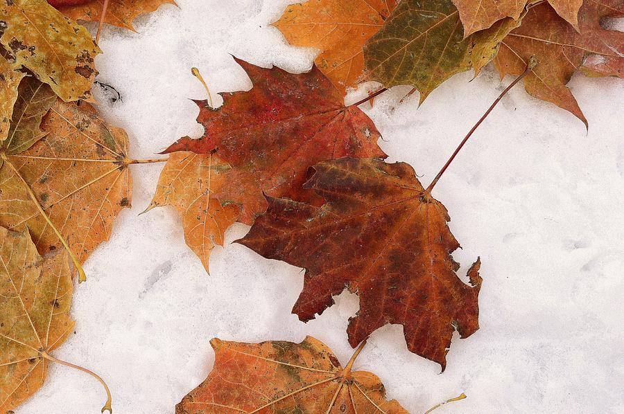 Maple Leaves Falling After A Snowfall 4  Digital Art by Lyle Crump
