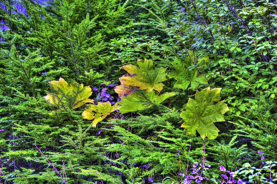 Maple Leaves HDR Photograph by Richard J Cassato