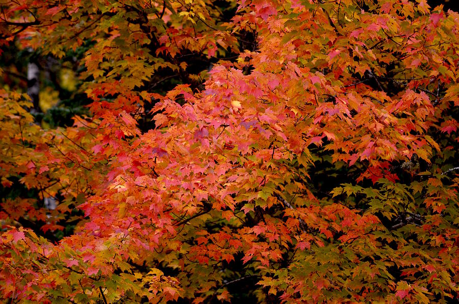 Maple Leaves Photograph by Hella Buchheim