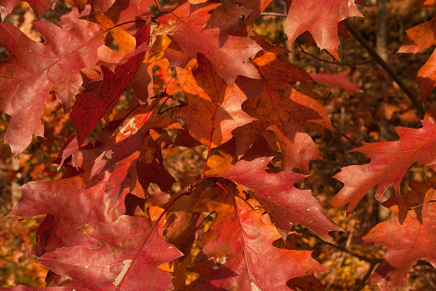 Maple leaves in fall Photograph by David Bishop