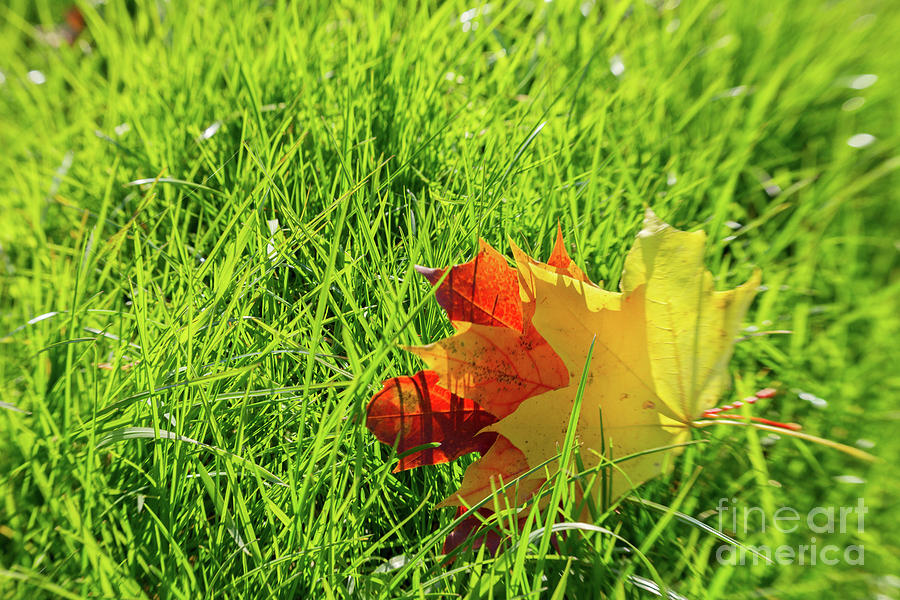 Maple Leaves in Grass Photograph by Anastasy Yarmolovich