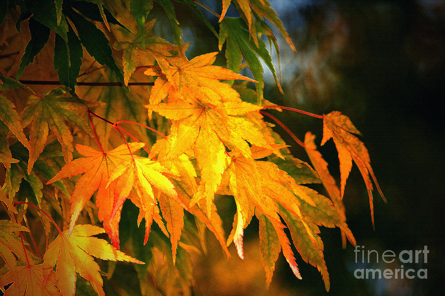 Maple Leaves in the Fall Photograph by Sharon Talson