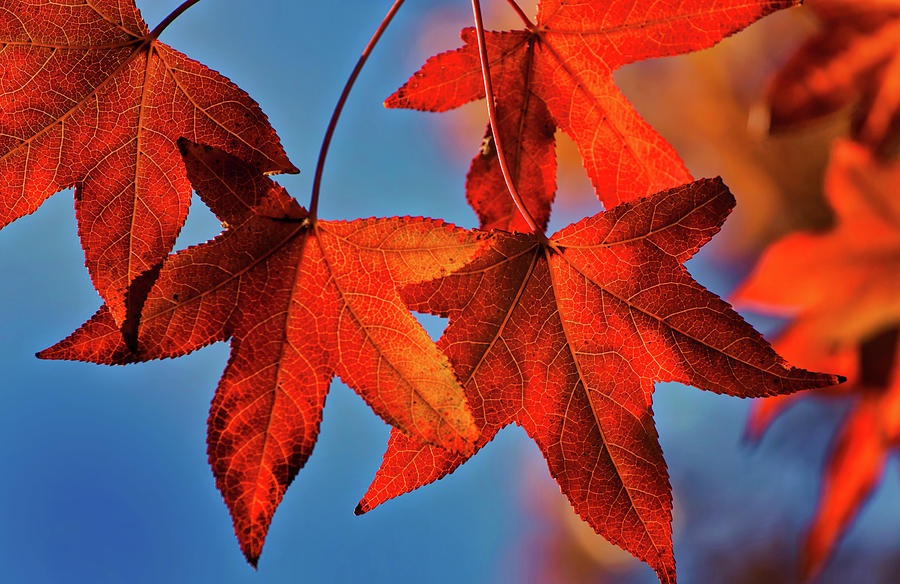 Maple Leaves in the Fall Photograph by Stephen Anderson