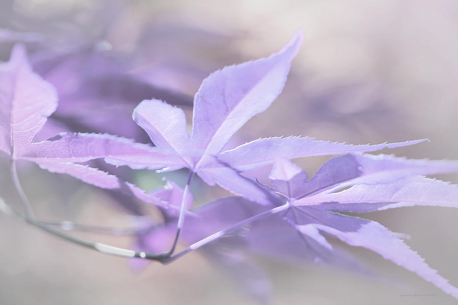 Maple Leaves Lavender Pastel Abstract Photograph by Jennie Marie Schell