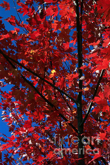 Fall Photograph - Maple Leaves by Linda Drown