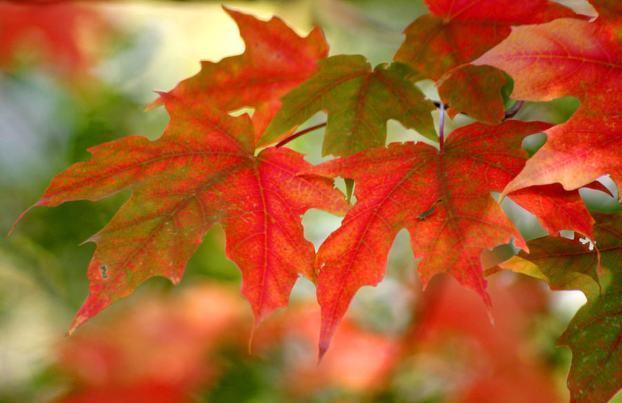 Fall Photograph - Maple Leaves by Living Color Photography Lorraine Lynch