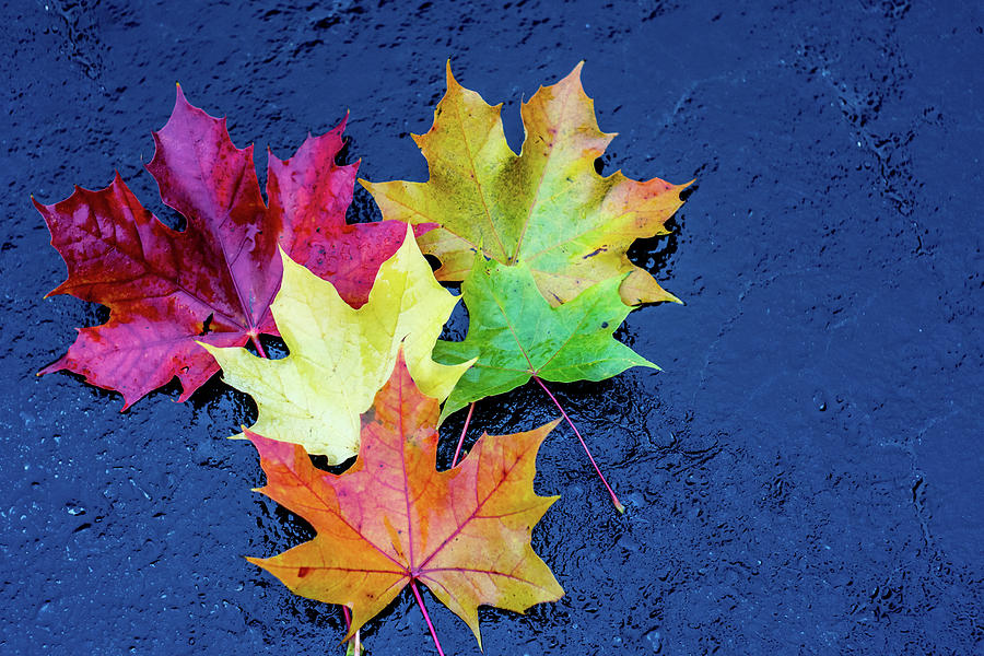 Maple leaves Photograph by Nick Mares