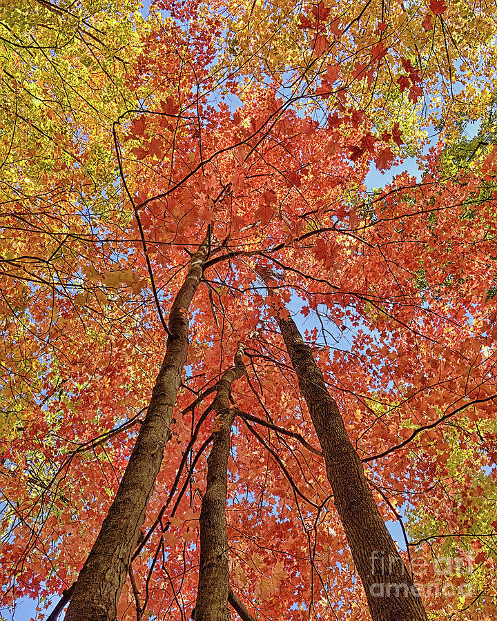 Maple Leaves Photograph by Norman Gabitzsch