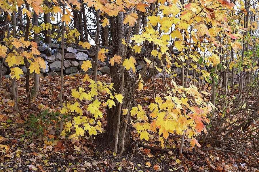 Maple Leaves On A Hill Three  Digital Art by Lyle Crump
