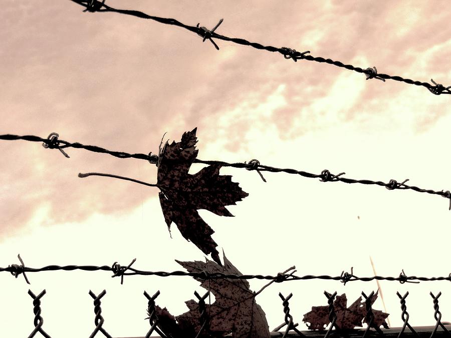 Maple Leaves On Barbed Wire Photograph