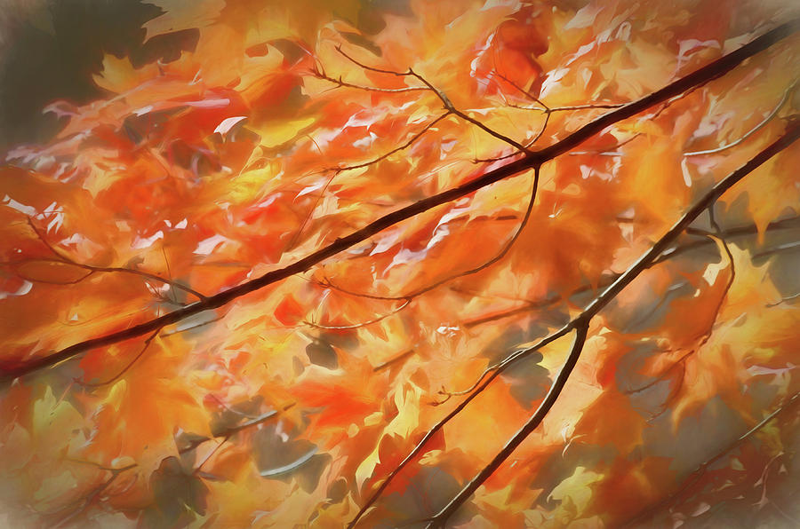 Maple Leaves on Fire Photograph by Rob Huntley