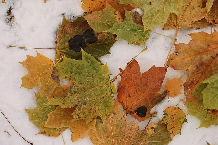 Maple Leaves On Snow  Photograph by Lyle Crump