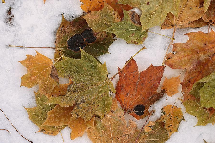 Maple Leaves On Snow Three  Digital Art by Lyle Crump