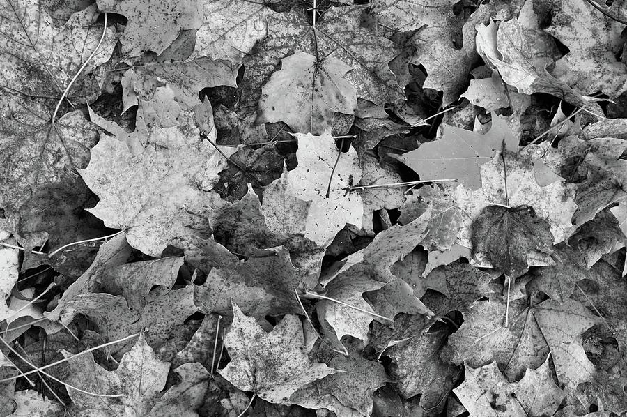 Maple Leaves On The Ground BW  Photograph by Lyle Crump