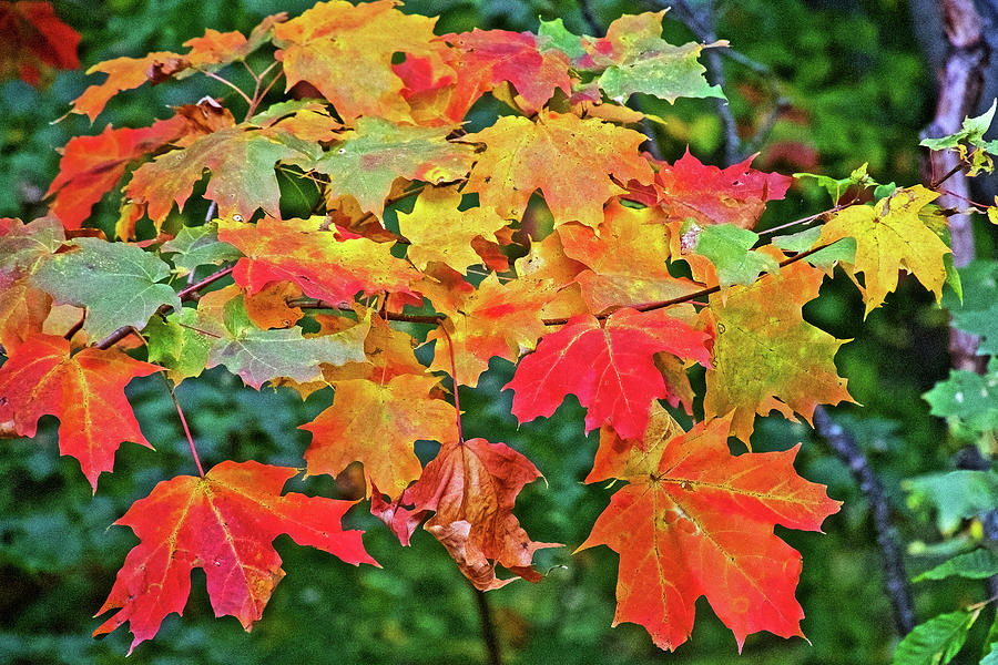 Maple Leaves on Trail to North Beach Park in Ottawa County, Michigan Photograph by Ruth Hager
