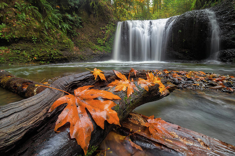 Maple Leaves on Tree Log at Hidden Falls Photograph by David Gn