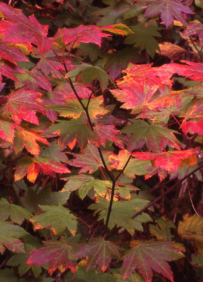 Maple Leaves Photograph