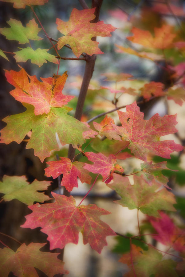 Maple Leaves  Photograph by Saija Lehtonen