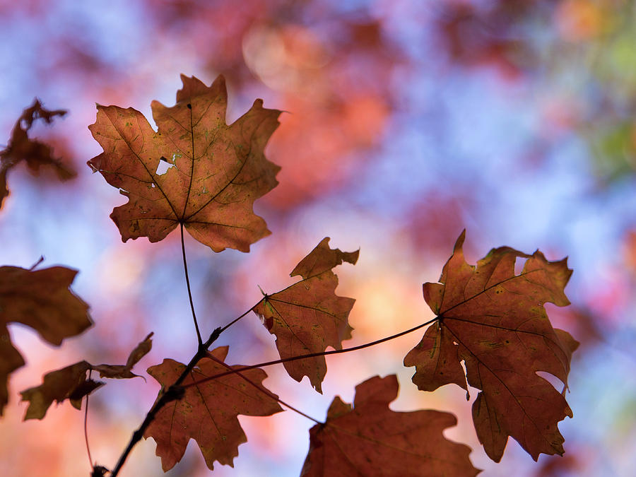 Maple Leaves Photograph by Sue Cullumber