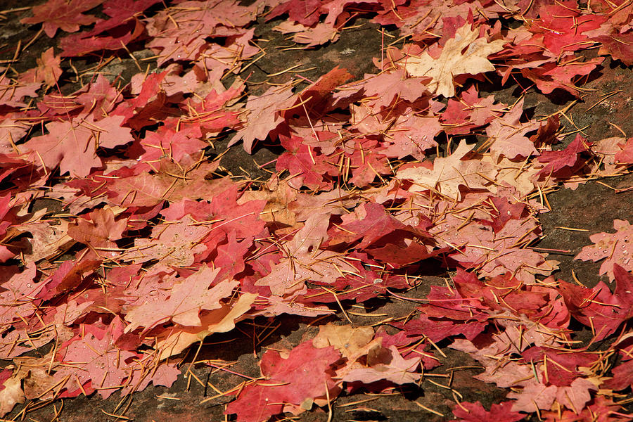 Maple Leaves Photograph by Teresa Wilson