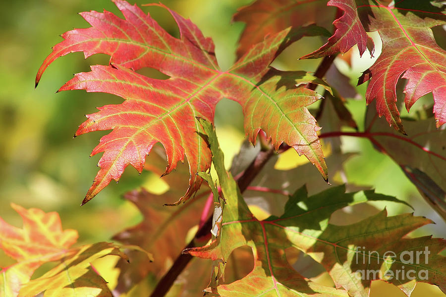 Maple Leaves Photograph by Teresa Zieba