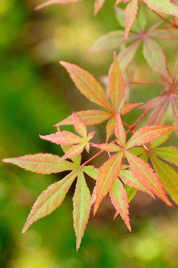 Maple Leaves Photograph by Douglas Pulsipher