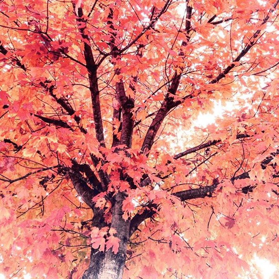 Maple Tree in Fall Photograph by Sharon Halteman