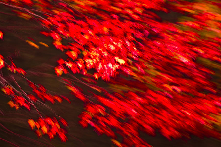 Maple Red abstract Photograph by Brian Green