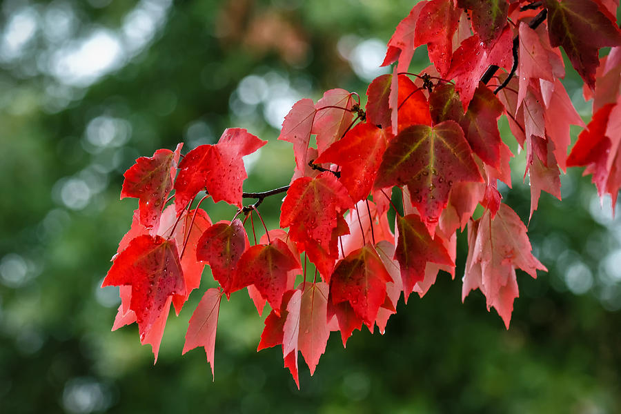 Maple Red Photograph by James Barber