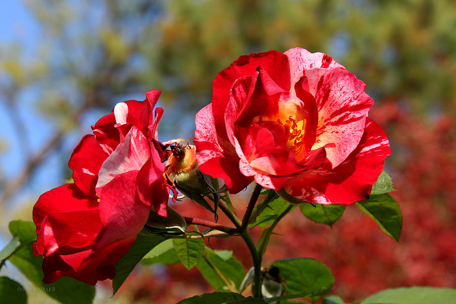 Maple Ridge Fall Roses Photograph By Susan Vineyard