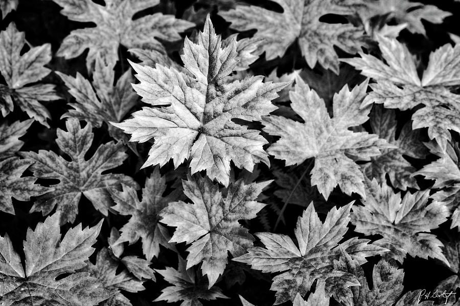 Maple Saplings Ground Cover Photograph