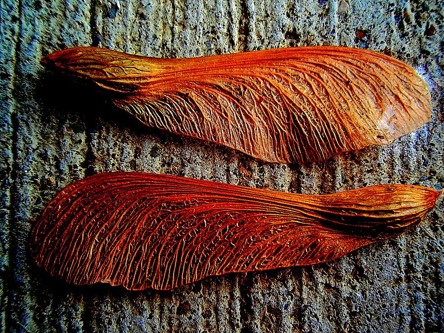 Spring Photograph - Maple Seed Pair by Beth Akerman