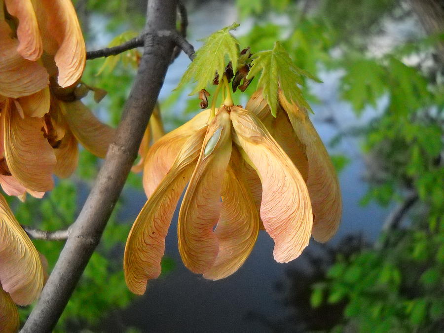 Maple seeds in May Photograph by Kent Lorentzen
